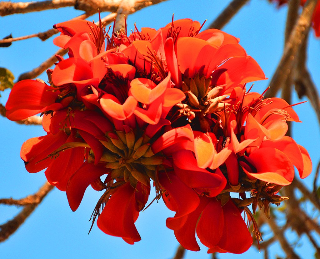 Home A coral tree, symbolizing innovation, energy, and confidence.